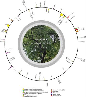 Assembly and comparative analysis of the complete mitochondrial genome of Salix wilsonii using PacBio HiFi sequencing